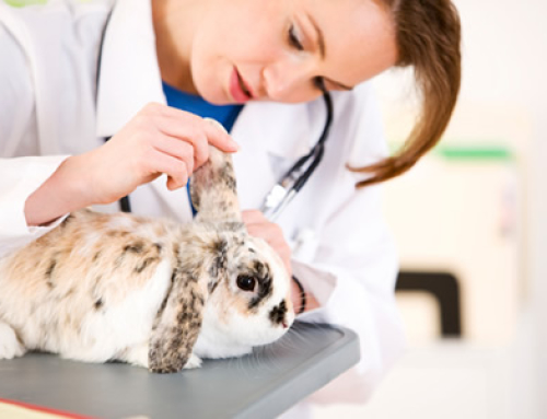Лечение кроликов на дому