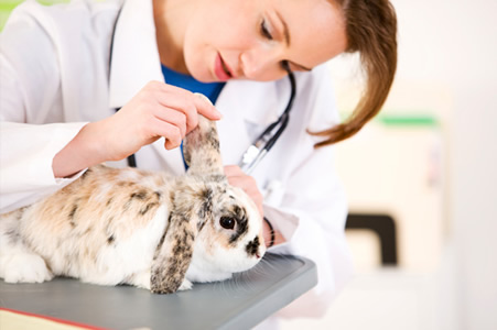 Распространённые болезни декоративных кроликов и их лечение