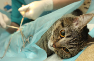 Хирургия для кошек