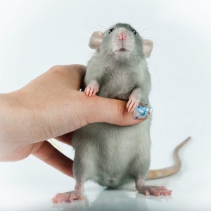 Лечение крыс