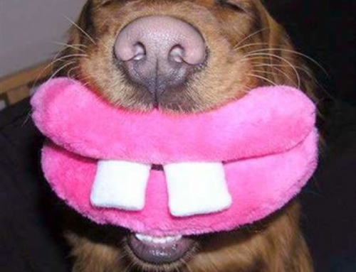 Чистка зубов у собак на дому