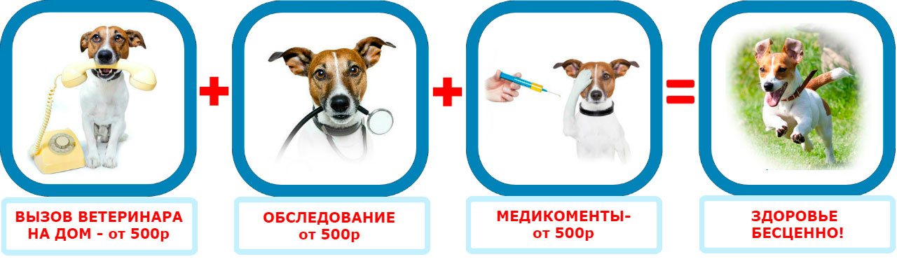 Вызов ветеринара на дом в СПб круглосуточно!